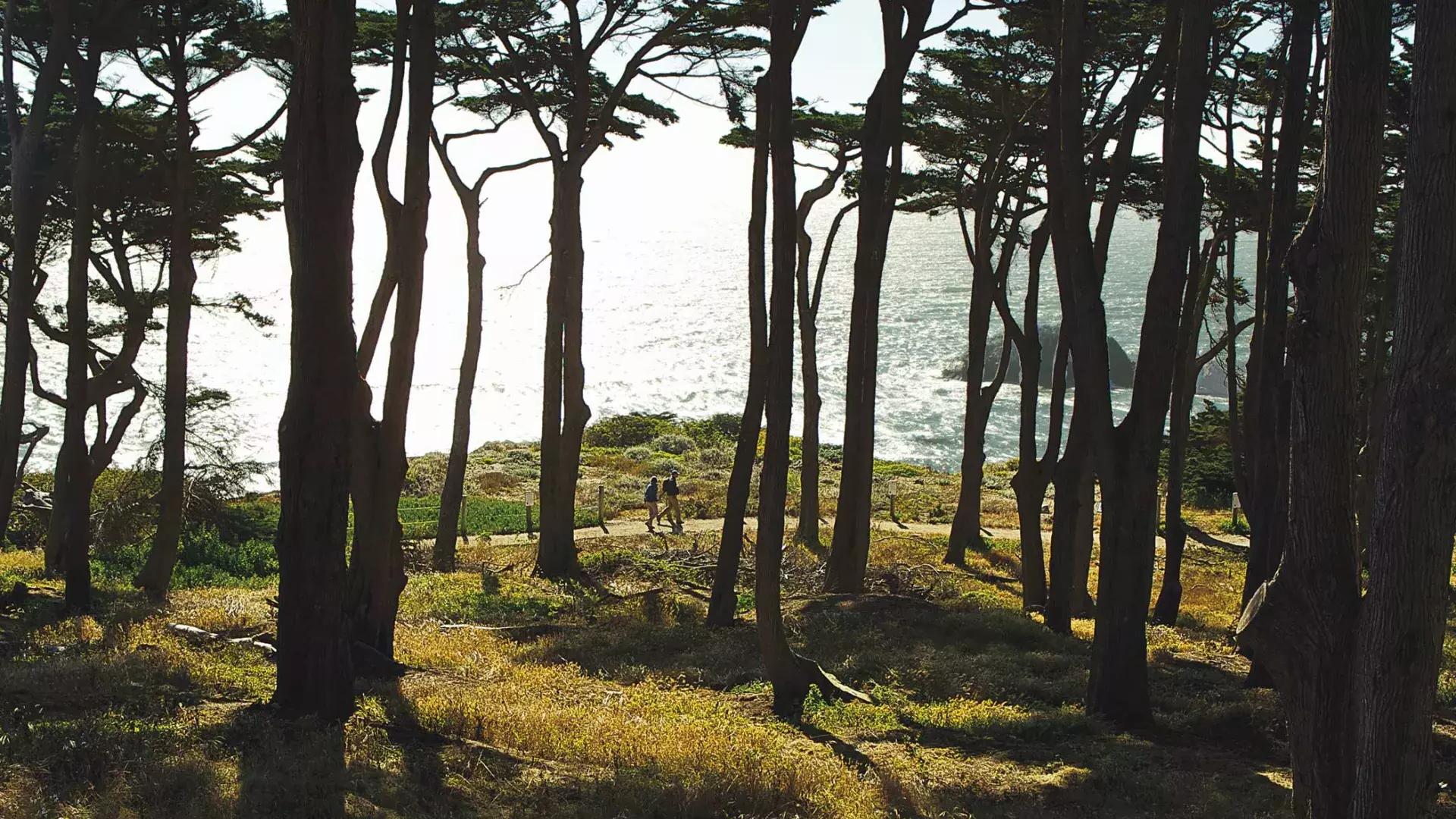 徒步旅行者沿着土地尽头步道的一段树木繁茂的路段徒步旅行。, mit dem Pazifischen Ozean im Hintergrund.