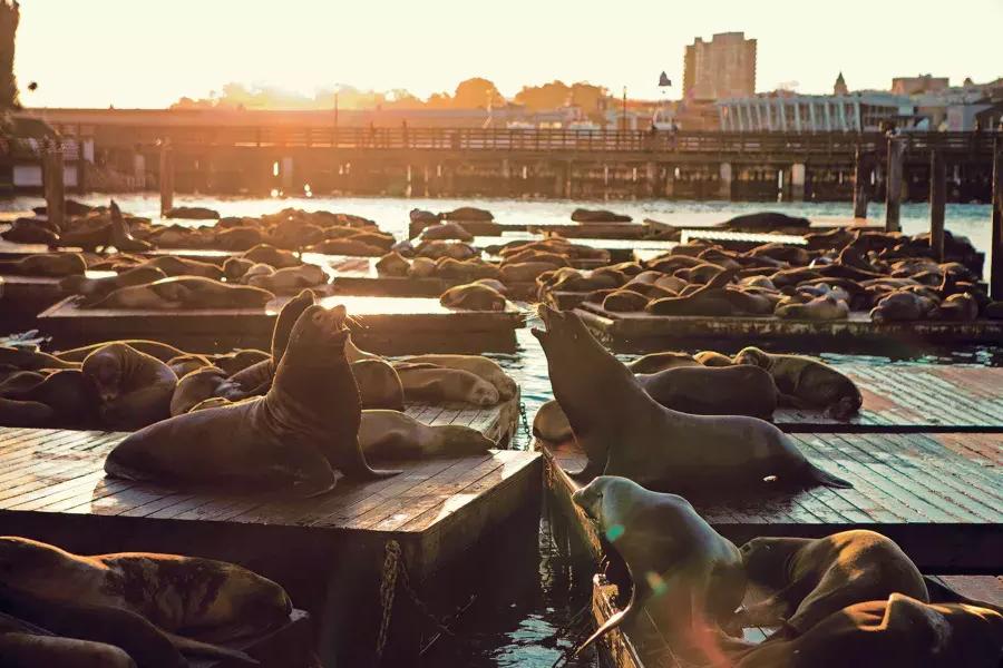 日落时分，海狮在39号码头的K码头休息。