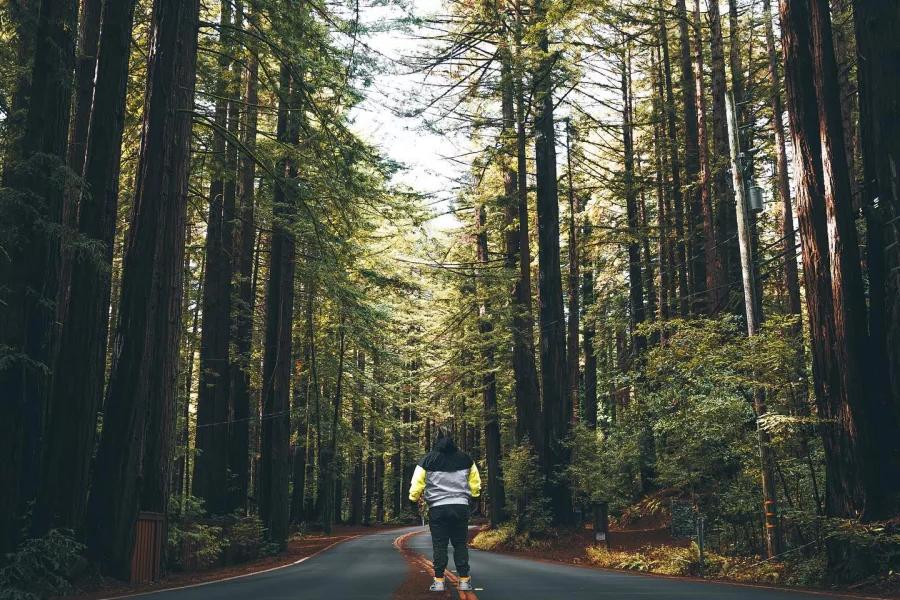 一个男人背对着镜头站在一条穿过高大红杉的路上。. 