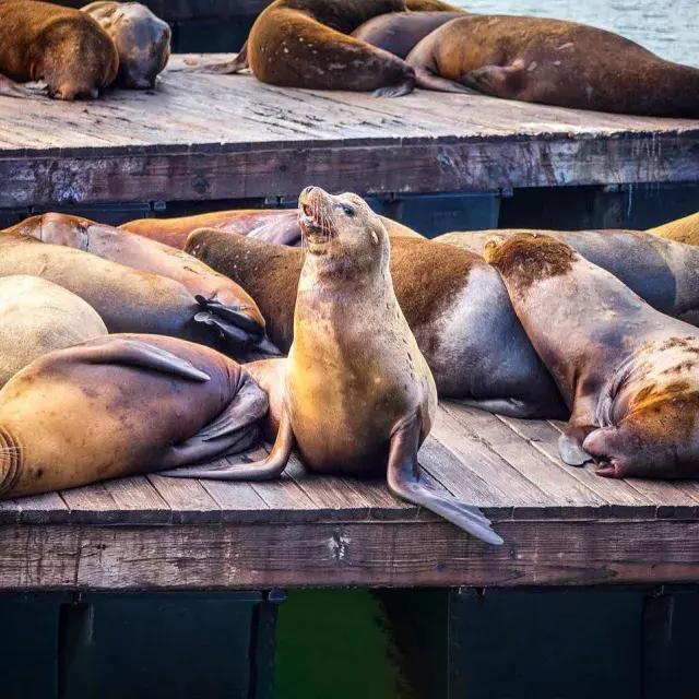 海狮们在39号码头K码头休息